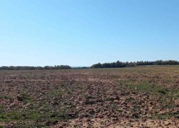 72a8a21d-28d9-4991-9302-ac3f51886165.jpg - Terreno agricolo Strada Porto Ferro, Sassari - foto 5