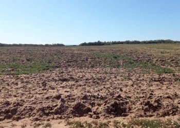 79a00428-94f2-434c-a6f9-f5658270da78.jpg - Terreno agricolo Strada Porto Ferro, Sassari - foto 6