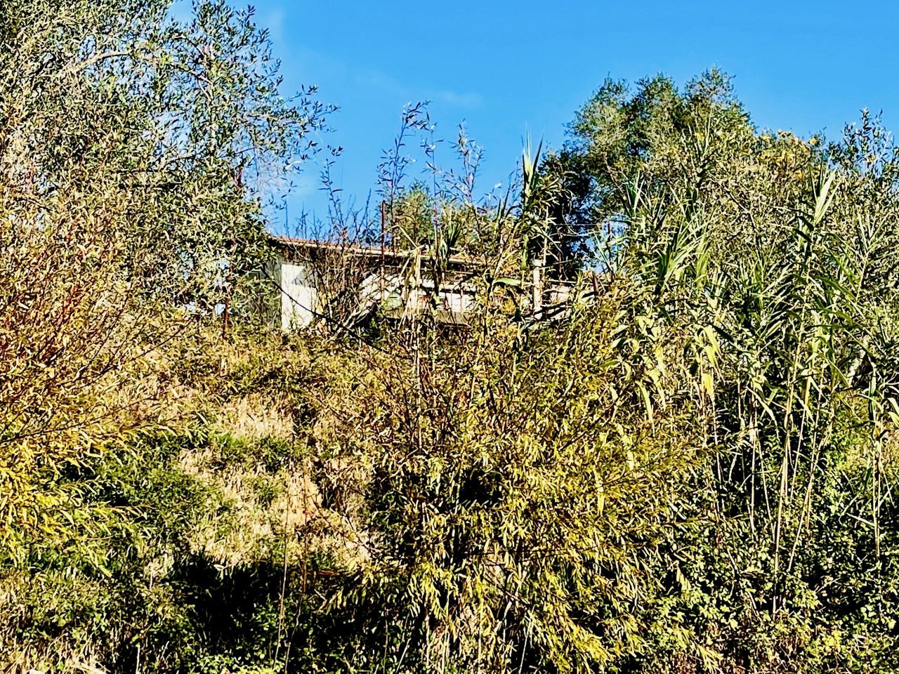 IMG_8354.jpg - Terreno agricolo Arcola - foto 2