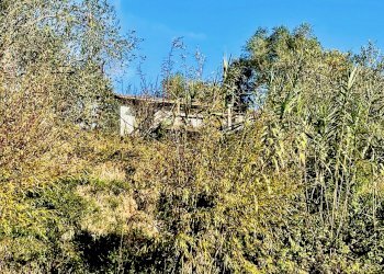 IMG_8354.jpg - Terreno agricolo Arcola - foto 2