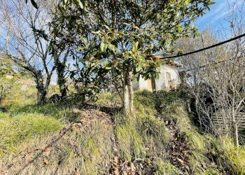 IMG_8361.jpg - Terreno agricolo Arcola - foto 3