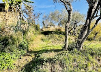 IMG_8356.jpg - Terreno agricolo Arcola - foto 5