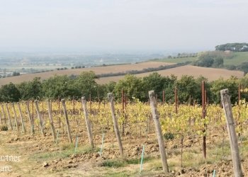 2.jpg - Terreno agricolo Via Soccorso 63, Cortona - foto 2