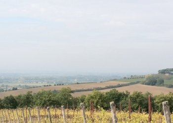 4.jpg - Terreno agricolo Via Soccorso 63, Cortona - foto 4