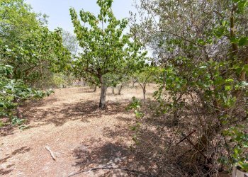 Rustico Locorotondo - foto 39