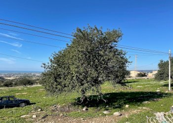 IMG_9657.jpg - Agricultural land Contrada San Marco, Scicli - photo 2
