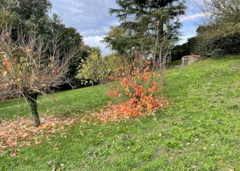 IMG-20211114-WA0016.jpg - Terreno edificabile Via della lira, Rignano Flaminio - foto 7