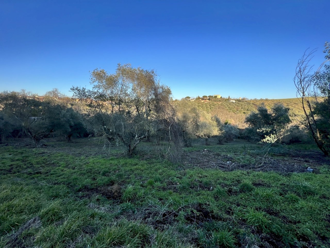 IMG-8173.jpg - Terreno agricolo Strada n'1 25, Morlupo - foto 2