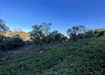 IMG-8176.jpg - Terreno agricolo Strada n'1 25, Morlupo - foto 5