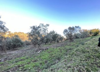 IMG-8177.jpg - Terreno agricolo Strada n'1 25, Morlupo - foto 6