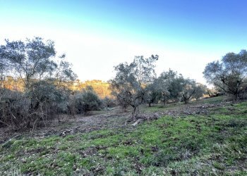 IMG-8178.jpg - Terreno agricolo Strada n'1 25, Morlupo - foto 7