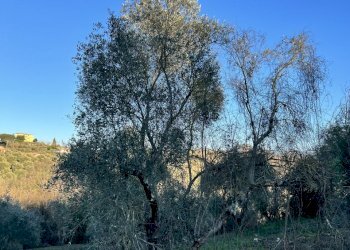 IMG-8179.jpg - Terreno agricolo Strada n'1 25, Morlupo - foto 8