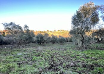 IMG-8182.jpg - Terreno agricolo Strada n'1 25, Morlupo - foto 11