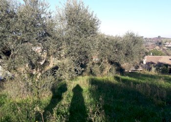 20200109_092509.jpg - Terreno edificabile Via Enzo Ferrari 5, Morlupo - foto 4