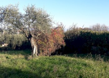 20200109_092629.jpg - Terreno edificabile Via Enzo Ferrari 5, Morlupo - foto 6