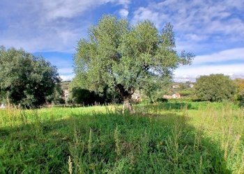 20251122_114453.jpg - Terreno edificabile Via Enzo Ferrari 5, Morlupo - foto 10