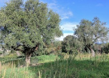 20251122_115122.jpg - Terreno edificabile Via Enzo Ferrari 5, Morlupo - foto 17