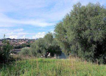 20251122_115126.jpg - Terreno edificabile Via Enzo Ferrari 5, Morlupo - foto 18