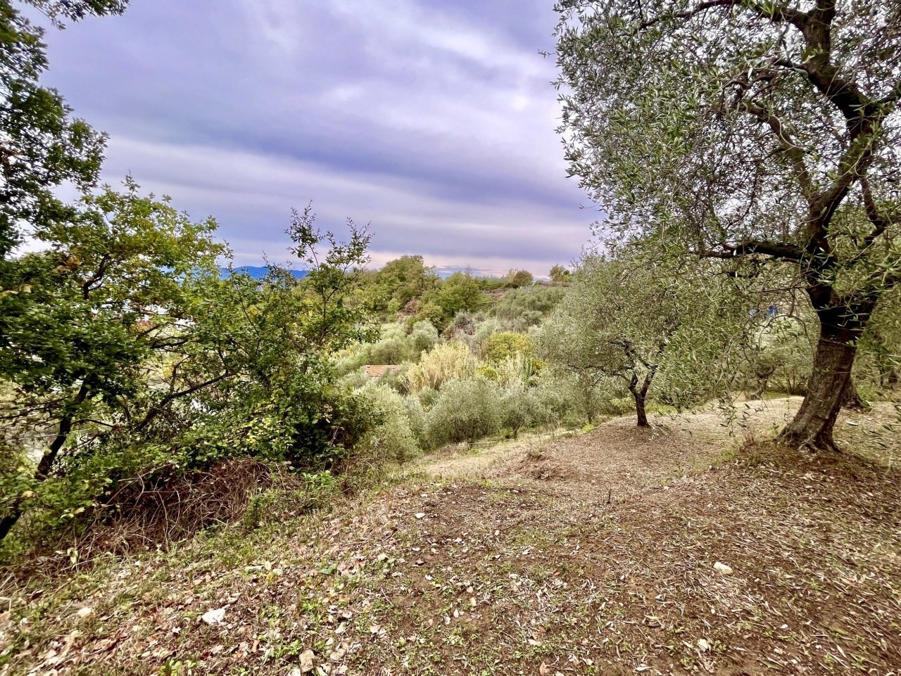 IMG_1037.JPG - Terreno agricolo Santo Stefano di Magra - foto 3