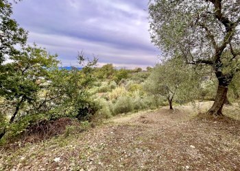 IMG_1037.JPG - Terreno agricolo Santo Stefano di Magra - foto 3