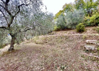 IMG_1038.JPG - Terreno agricolo Santo Stefano di Magra - foto 4