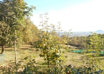 GIARDINO - Rustic via Olmetto, 55, Bagnolo Piemonte - photo 15