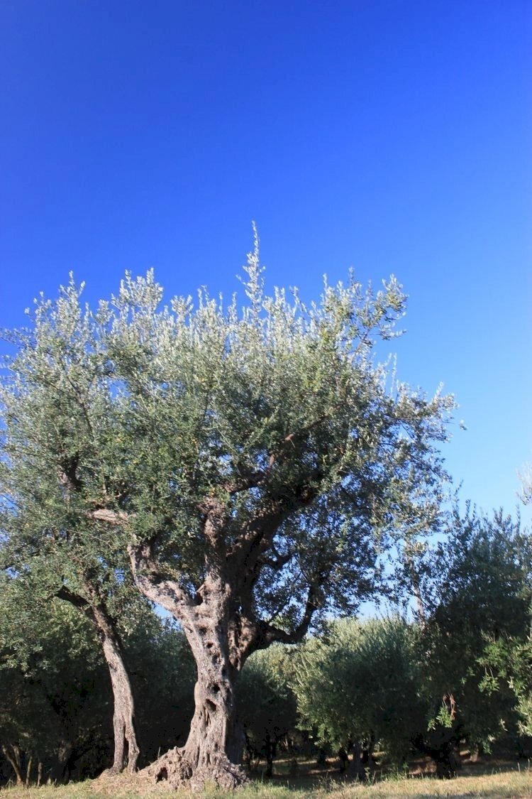 IMG_1186.JPG - Terreno agricolo Santo Stefano di Magra - foto 1