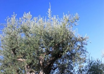 IMG_1186.JPG - Terreno agricolo Santo Stefano di Magra - foto 1