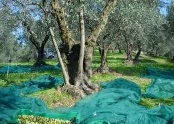 IMG_1187.JPG - Terreno agricolo Santo Stefano di Magra - foto 2