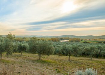 Agricultural land Grosseto - photo 17