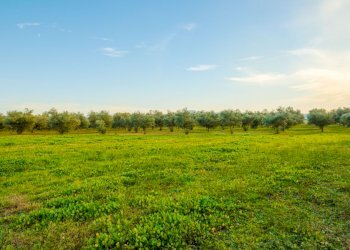 Agricultural land Grosseto - photo 18