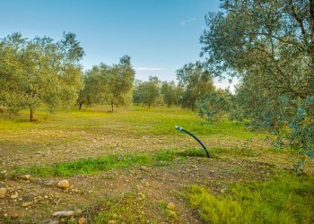 Agricultural land Grosseto - photo 20