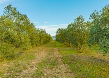 Agricultural land Grosseto - photo 21