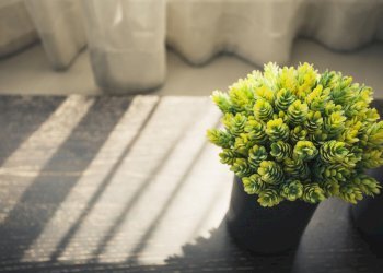 stock-photo-home-interior-with-green-plant.jpeg - Porzione di casa via Confine di San Giorgio  510, Cesena - foto 14