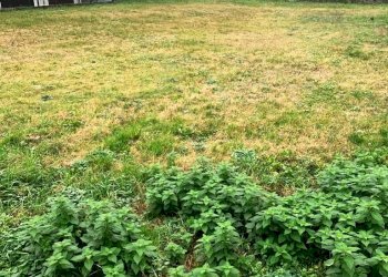 Terreno edificabile Imola - foto 2