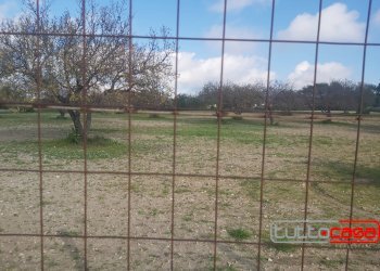 Agricultural land CONTRADA COLAVECCHIO, Scicli - photo 5