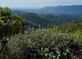 st7.jpg - Terratetto - Terracielo Santo Stefano di Magra - foto 7