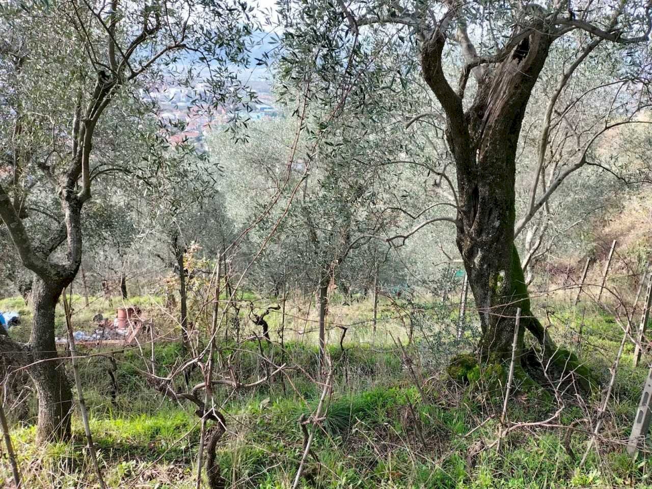 esterno - Terreno agricolo Santo Stefano di Magra - foto 3