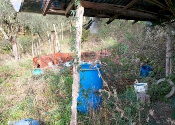 esterno - Terreno agricolo Santo Stefano di Magra - foto 2