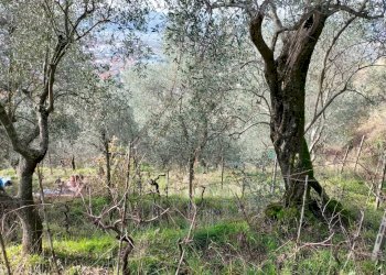 esterno - Terreno agricolo Santo Stefano di Magra - foto 3