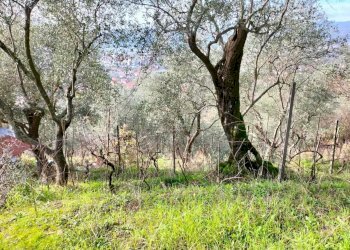 esterno - Terreno agricolo Santo Stefano di Magra - foto 4