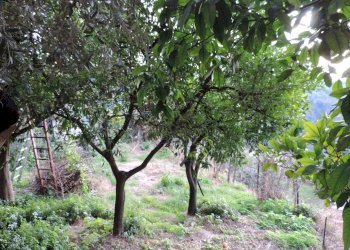terreno - Casa indipendente vicolo della Croce, Montelibretti - foto 34