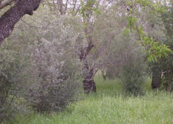 Terreno agricolo MONASTERI, Siracusa - foto 2