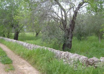 Terreno agricolo MONASTERI, Siracusa - foto 3