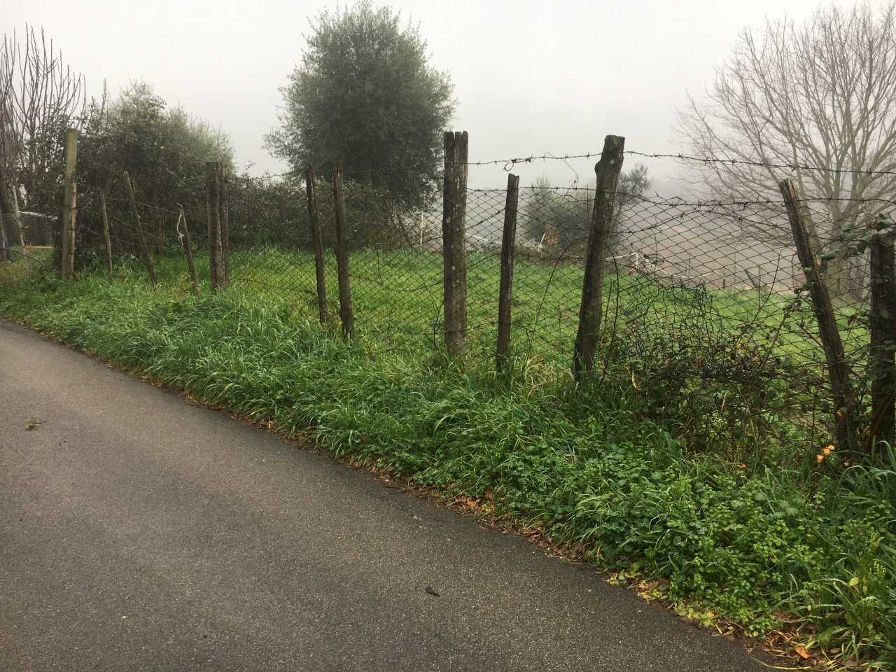 IMG-1872.JPG - Agricultural land Via Monte Calcaro 51, Sacrofano - photo 2