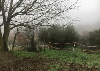 IMG-1866.JPG - Agricultural land Via Monte Calcaro 51, Sacrofano - photo 3