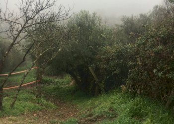 IMG-1867.JPG - Agricultural land Via Monte Calcaro 51, Sacrofano - photo 4