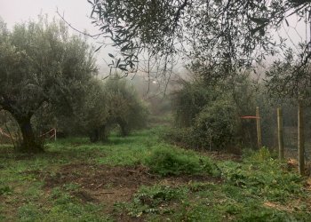 IMG-1871.JPG - Agricultural land Via Monte Calcaro 51, Sacrofano - photo 7