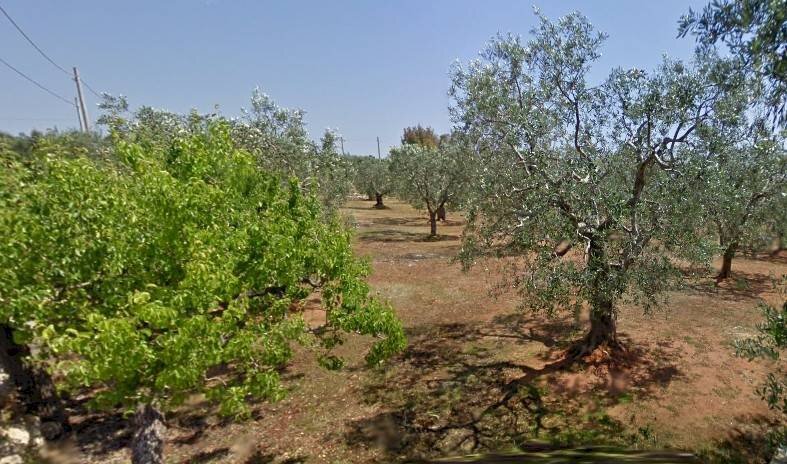 TERRENO - Agricultural land via Nepole, Morciano di Leuca - photo 2