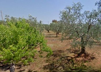 TERRENO - Terreno agricolo via Nepole, Morciano di Leuca - foto 2